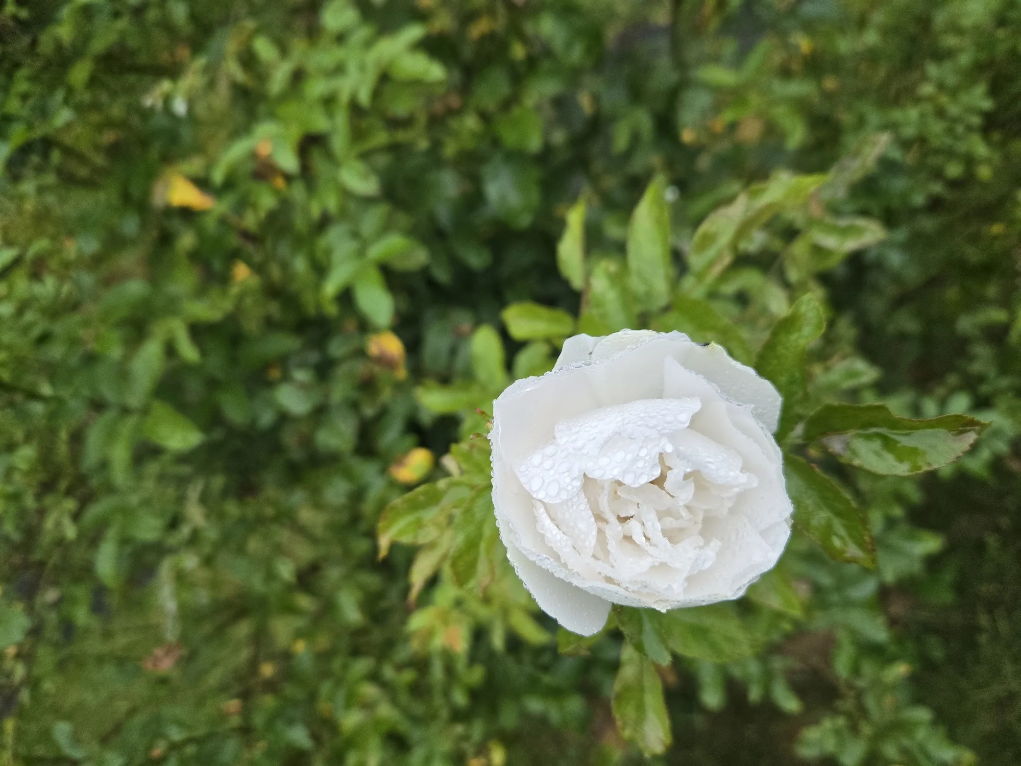 Rose from summer of 2024
